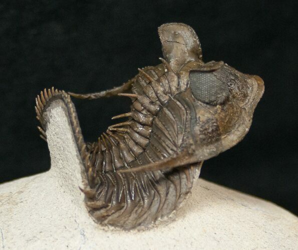 Dramatic Tower-Eyed Erbenochile Trilobite - #17378